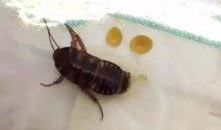 大妈爆料家里养蟑螂视频